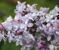 Сирень "Небо Москвы" / Syringa vulgaris "Nebo Moskvy" — фото 2