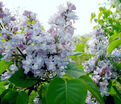 Сирень "Небо Москвы" / Syringa vulgaris "Nebo Moskvy" — фото 3