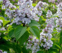 Сирень "Небо Москвы" / Syringa vulgaris "Nebo Moskvy" — фото 4