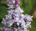 Сирень "Небо Москвы" / Syringa vulgaris "Nebo Moskvy" — фото 6