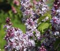 Сирень "Небо Москвы" / Syringa vulgaris "Nebo Moskvy" — фото 7