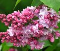 Сирень "П.П.Кончаловский" / Syringa vulgaris "P. P. Konchalovskii" — фото 2