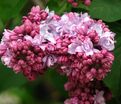 Сирень "П.П.Кончаловский" / Syringa vulgaris "P. P. Konchalovskii" — фото 3