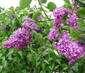 Сирень "Поль Робсон" / Syringa vulgaris "Pol' Robson" — фото 4