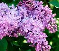 Сирень "Русь" / Syringa vulgaris "Rus'" — фото 2