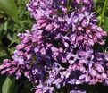 Сирень "Русь" / Syringa vulgaris "Rus'" — фото 3