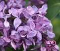 Сирень "Русь" / Syringa vulgaris "Rus'" — фото 4