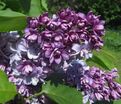 Сирень "Утро Москвы" / Syringa vulgaris "Utro Moskvy" — фото 2