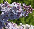 Сирень "Фирмамент" / Syringa vulgaris "Firmament" — фото 3