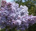 Сирень "Фирмамент" / Syringa vulgaris "Firmament" — фото 4