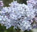 Сирень "Фирмамент" / Syringa vulgaris "Firmament" — фото 5