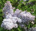 Сирень "Фирмамент" / Syringa vulgaris "Firmament" — фото 6