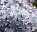 Сирень "Фирмамент" / Syringa vulgaris "Firmament" — фото 7