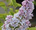 Сирень "Фирмамент" / Syringa vulgaris "Firmament" — фото 8