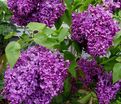 Сирень "Монж" / Syringa vulgaris "Monge" — фото 2