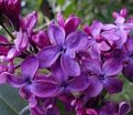 Сирень "Монж" / Syringa vulgaris "Monge" — фото 3