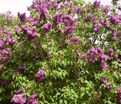 Сирень "Монж" / Syringa vulgaris "Monge" — фото 5