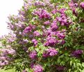 Сирень "Монж" / Syringa vulgaris "Monge" — фото 6