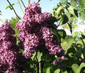 Сирень "Монж" / Syringa vulgaris "Monge" — фото 7