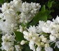 Сирень "Сувенир д'Элис Хардинг" / Syringa vulgaris "Souvenir d'Alice Harding" — фото 2