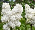 Сирень "Сувенир д'Элис Хардинг" / Syringa vulgaris "Souvenir d'Alice Harding" — фото 4
