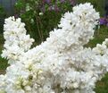 Сирень "Сувенир д'Элис Хардинг" / Syringa vulgaris "Souvenir d'Alice Harding" — фото 5