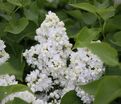 Сирень "Сувенир д'Элис Хардинг" / Syringa vulgaris "Souvenir d'Alice Harding" — фото 6