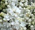 Сирень "Сувенир д'Элис Хардинг" / Syringa vulgaris "Souvenir d'Alice Harding" — фото 7