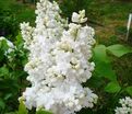 Сирень "Сувенир д'Элис Хардинг" / Syringa vulgaris "Souvenir d'Alice Harding" — фото 8