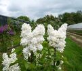 Сирень "Сувенир д'Элис Хардинг" / Syringa vulgaris "Souvenir d'Alice Harding" — фото 9