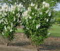 Сирень "Агнесс Смит" / Syringa josiflexa "Agnes Smith" — фото 2