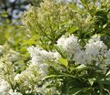 Сирень "Агнесс Смит" / Syringa josiflexa "Agnes Smith" — фото 3