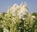 Сирень "Агнесс Смит" / Syringa josiflexa "Agnes Smith" — фото 4