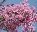 Сирень "Джеймс МакФарлин" / Syringa prestoniae "James Macfarlane" — фото 2