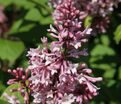 Сирень "Джеймс МакФарлин" / Syringa prestoniae "James Macfarlane" — фото 5