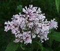 Сирень "Коралл" / Syringa prestoniae "Coral" — фото 2