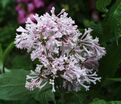 Сирень "Коралл" / Syringa prestoniae "Coral" — фото 3