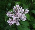 Сирень "Коралл" / Syringa prestoniae "Coral" — фото 4