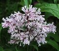 Сирень "Коралл" / Syringa prestoniae "Coral" — фото 6