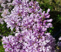 Сирень "Ноктюрн" / Syringa prestoniae "Nocturne" — фото 2