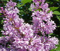 Сирень "Ноктюрн" / Syringa prestoniae "Nocturne" — фото 3