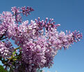 Сирень "Ноктюрн" / Syringa prestoniae "Nocturne" — фото 4