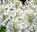 Сирень "Энджел Вайт" / Syringa hyacinthiflora "Angel White" — фото 2