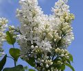 Сирень "Энджел Вайт" / Syringa hyacinthiflora "Angel White" — фото 3