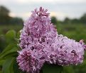 Сирень "Буффон" / Syringa hyacinthiflora "Buffon" — фото 2