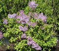Сирень "Эксель" / Syringa hyacinthiflora "Excel" — фото 4