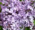 Сирень "Эксель" / Syringa hyacinthiflora "Excel" — фото 8