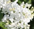 Сирень "Маунт Бейкер" / Syringa hyacinthiflora "Mount Baker" — фото 2