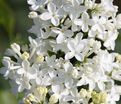 Сирень "Маунт Бейкер" / Syringa hyacinthiflora "Mount Baker" — фото 3