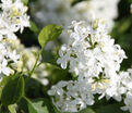 Сирень "Маунт Бейкер" / Syringa hyacinthiflora "Mount Baker" — фото 4